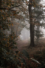 Obraz premium Nature landscapes in mystical mood