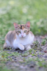 Cute cat with sharp eyes