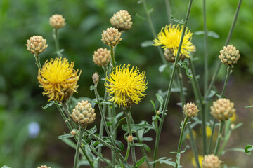 Blossom and buds of yellow knapweed (Centaurea orientalis).