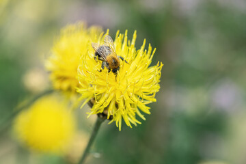 Yellow knapweed (Centaurea orientalis) and a bumblebee. Bee pasture.