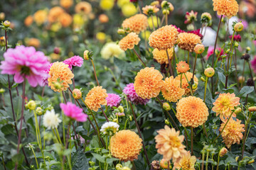 Group of orange ball dahlias in a field for cut-flowers. © Amalia Gruber