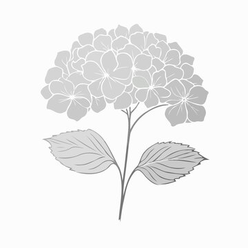 recommend clip art: set of contour spring flowers Geranium
                    line art floral, leaves
                    black and white illustration Hydrangea
                    set of decorative elements of plants stylized Rhododendron