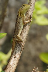 a garden lizard resting on a tree bark
