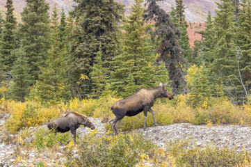 Alaska Yukon Cow and Calf Moose in Denali National Park Alaska in Autumn