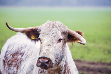 Cow Portrait