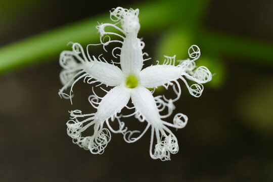 A white coloured japanese snake gourd flower with intricate design