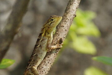 front half view of a garden lizard resting on a tree bark