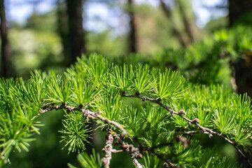 Branch of larch with fresh needles (leaves) at sunny spring day