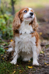 Portrait of a Cavalier King Charles Spaniel sitting in front of a bush