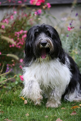 Schapendoes-PON Mix is sitting in front of blooming flowers