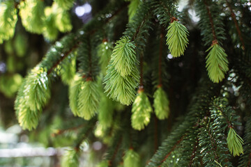 Fir branches with fresh needles at spring