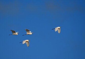Czapla biała podczas lotu,