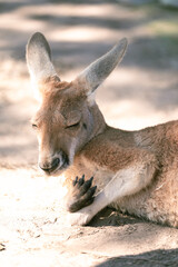 kangaroo in the zoo