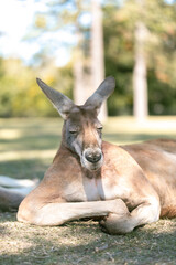 Naklejka premium kangaroo in the zoo