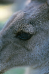 Naklejka premium kangaroo in the zoo