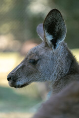 kangaroo in the zoo