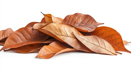 A pile of brown leaves on a white background