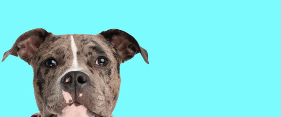 Fototapeta premium horizontal portrait of adorable american bully puppy looking forward