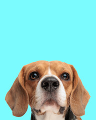 adorable beagle dog looking up and being curious