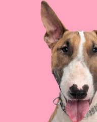 cutout portrait of adorable bull terrier dog sticking out tongue and panting