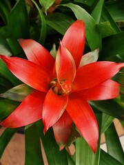 Guzmania rana flower grows in a greenhouse