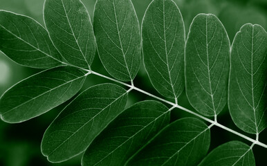 A twig with green leaves. Natural background. Close-up. Top view. Selective focus.