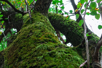 A tall tree with a trunk covered with green moss