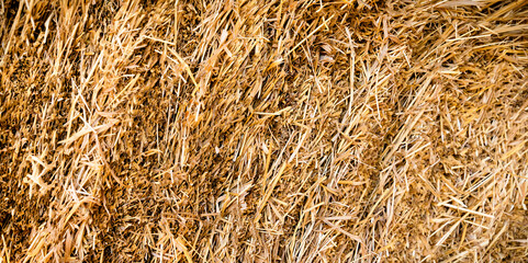 Hay texture. Harvesting in agriculture. Natural background. Close-up.