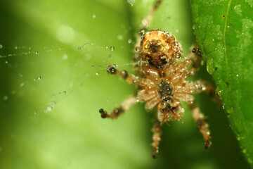 spider on a web