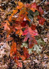 autumn leaves background