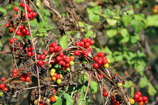 Macro image of Black Bryony berries in Autumn, Suffolk England
