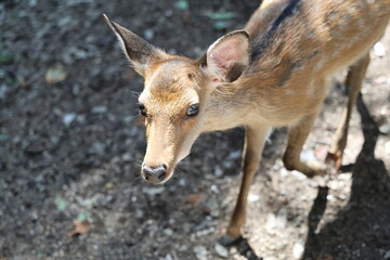 The deer that live on Mount Wakakusa in Nara Prefecture are very friendly.