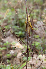 A grasshopper is sitting on the grass and wants to shed its skin