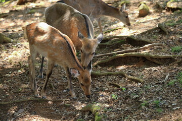 The deer that live on Mount Wakakusa in Nara Prefecture are very friendly.