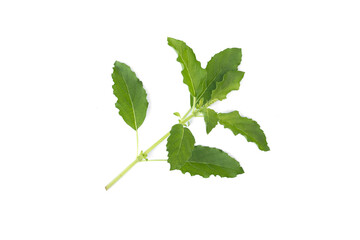 Fototapeta premium Leaves, flowers and shoots of Holy Basil, (Kra pao) - Ocimum sanctum isolate on white background.