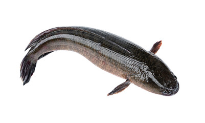 Fresh, large, complete striped snakehead fish - Channa striata isolated on white background.