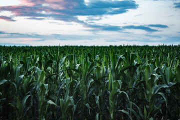 Obraz premium corn field and sky