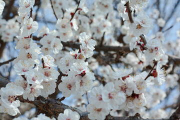 tree blossom