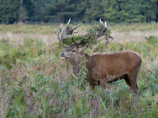 Red deer, Cervus elaphus