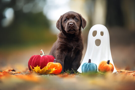 cute chocolate labrador retriever puppy posing with decorative pumpking and ghost statue for Halloween