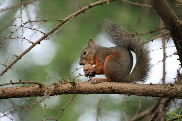 Squirrel sitting on a tree branch eating a nut in the forest in Japan