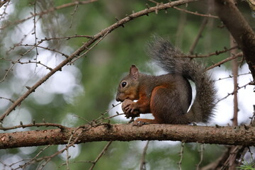 Squirrel sitting on a tree branch eating a nut in the forest in Japan