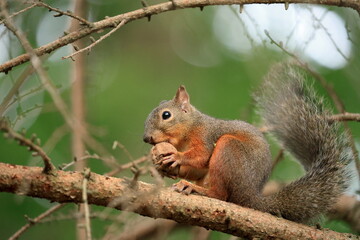 Squirrel sitting on a tree branch eating a nut in the forest in Japan