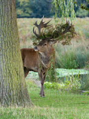 Red deer, Cervus elaphus