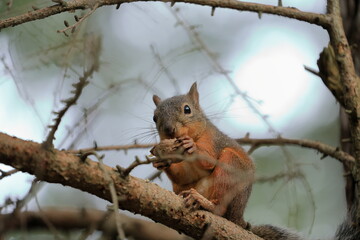 Squirrel sitting on a tree branch eating a nut in the forest in Japan