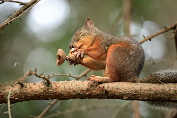 Squirrel sitting on a tree branch eating a nut in the forest in Japan