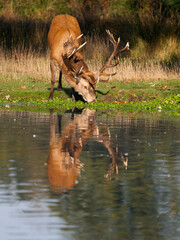 Red deer, Cervus elaphus