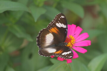 A small butterfly called a tiger moth is mating on the grass
