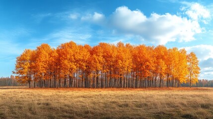 Naklejka premium Panorama orange yellow autumn trees under blue sky banner