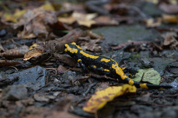 Feuersalamander im Harz